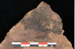 Foto (Detailsansicht) von Quercus palaeoilex Ettingshausen (NHMW-GEO-2024-0188-0783)